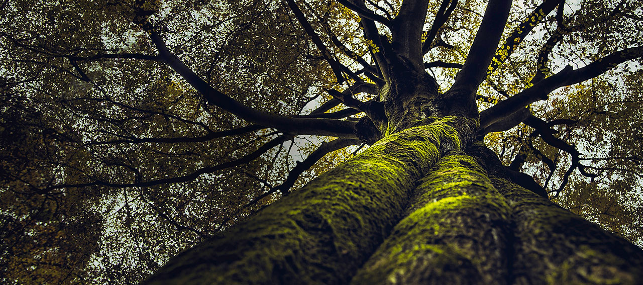 LA QUERCIA DELLE STREGHE